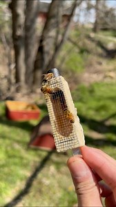How much is a queen bee? #Beekeeping #beekeeper #Bees #beehive #queenbee #queen | Bowser Bee