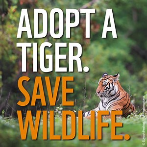 A tiger adoption is the ultimate gift for any animal lover this holiday-season! 🎁 We'll send you an adoption gift pack which includes a cuddly tiger plush, adoption certificate & more. Order now to ensure pre-Christmas delivery. | WWF-Australia