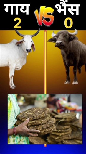 cow vs buffalo comparison short #shorts #education #viral