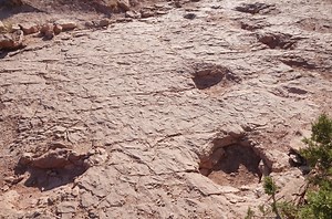 How did one of the world’s biggest dinosaurs walk? Footprints offer clues
