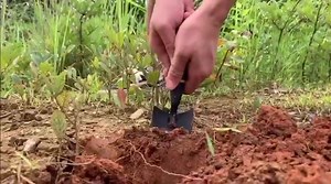 Watch Garden trowel tool for soil digging and transplanting on Amazon Live
