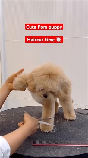 Cute pom puppy Haircut time ⏳