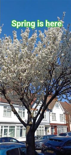 Spring is here #spring #sunny #nature #short