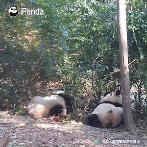 A panda who poops in public may feel embarrassed, but two won't. #HiPanda #ChengduPandaBase #PandaTime For more panda information, please check out: https://en.ipanda.com | iPanda