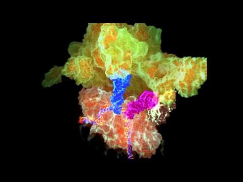 The Ribosome in Protein Synthesis: initiation and elongation