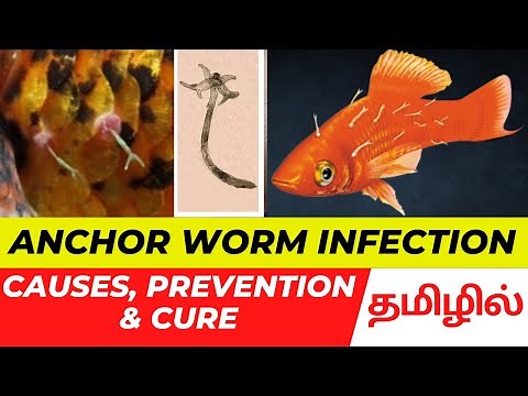 Anchor worm infection in Aquarium fishes Prevention and Cure