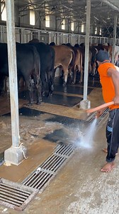 The shepherd always cleans the bull and the cow dung with water very nicely #bulls #dung #cleaning #farming #reelsfypシ #shortsreels #vairalreelsシ | Bulls take care