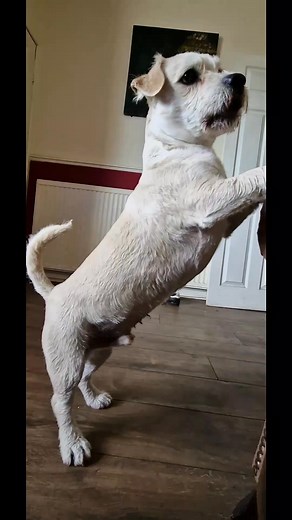 4.8K views · 1.7K reactions | The English Language Can Be Confusing. #funnydogreels #funnydogs #funnydogvideos #talkingdog #cutedogs #dogs | Paul Cooper | Facebook