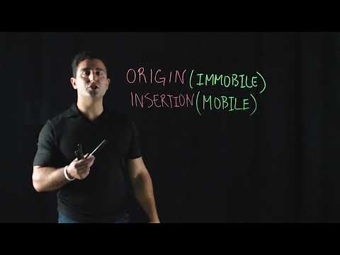 Point of Origin and Insertion