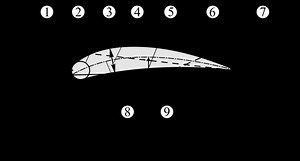 NACA airfoil - Alchetron, The Free Social Encyclopedia