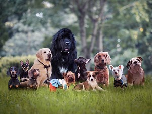 How Many Dogs Are In The World?