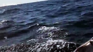 Mako shark does incredible backflip