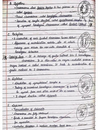 Cell Cycle and Cell division | Chapter 10 | Biology | Class 11 | Notes