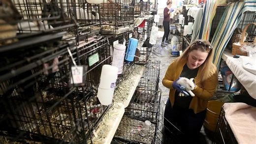 Kitsap animal shelter enters August at full capacity