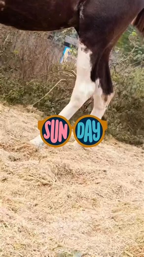 😭😭😭😭 | all animal matting