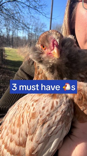 Save this video to come back to later! Here are the breeds I talked about… 🧡Wheaten Maran (docile, large, speckled brown eggs) 💚Green Queen (all different looks, green eggs, docile) 💜Ameracauna (quirky, blue eggs, adorable face, many colors!) What breeds are must haves for you?! All of my birds are from @meyer_hatchery ! You can use “purelychickens” to save if you get chickens from them. #chickenbreeds #chicks #springchicks #purelychickens #chickenkeeper #chickenflock #backyardchickens #mixed