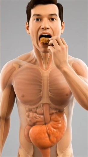 What Happens Inside Your Body When You Eat Jaggery (Gurr)? 🟤 (3D Animation)