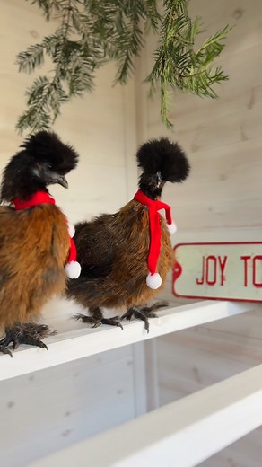 Christmas time is so fun when the coop is warm, and the chickens are all cozy and laying! #Christmas #cuteanimals #farmlife #pnw #chicken | Hens and Honeybees