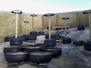 Como Curtir Esterco de Gado Bovino