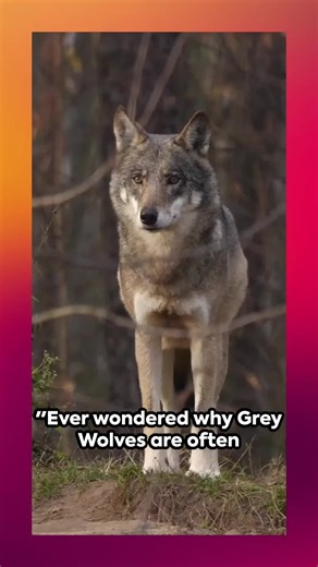Exploring the Fascinating World of Grey Wolves