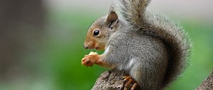 Japanese Squirrel