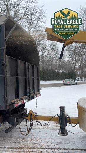 Most homeowners don’t realize it—winter is one of the best times to trim oak trees in Michigan. Cold temps slow disease, sap flow is low, and branches are easy to see and shape without leaves. This job here in Waterford, MI was all about: ✔️ trimming heavy oak limbs ✔️ reducing storm risk ✔️ removing deadwood before ice and snow create damage Winter tree trimming helps prevent: ⚠️ roof damage ⚠️ storm breaks ⚠️ expensive emergency removals If you’re searching for: “Tree trimming Waterford” “Wint