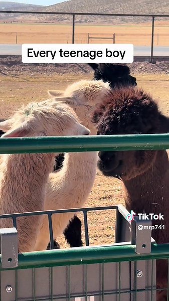 Every Teenage Boy's Hilarious Farm Life Moments