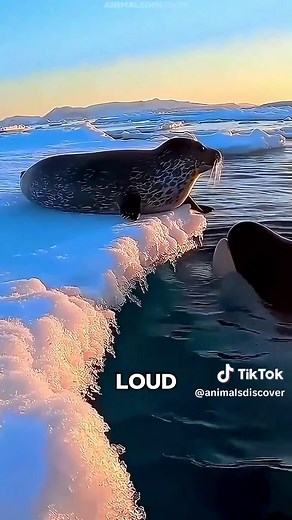 Orcas are apex predators of the ocean, not sharks