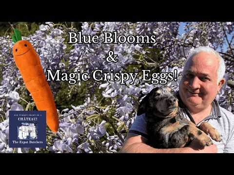 Blue Blooms & Magic Crispy Eggs! #245