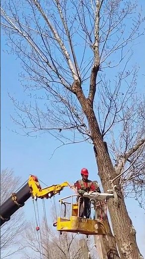 Street tree side branch pruning process