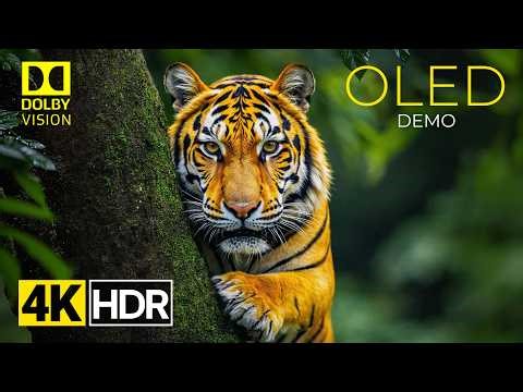 Most Powerful OLED Demo 4K HDR Dolby Vision | The wild Life