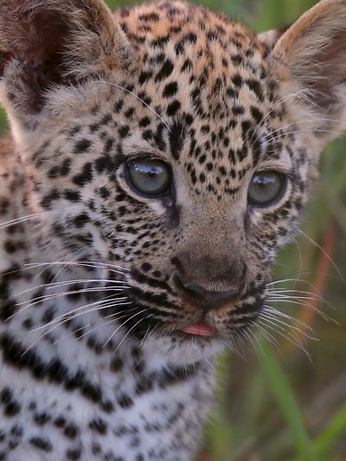 Adorable Leopard Cub Up Close: Baby Animals in Africa