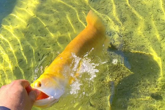 Expensive exotic fish bites my finger