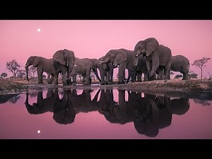 Prehistoric Predators of the Animal Kingdom: A National Geographic Wildlife Documentary (2023)