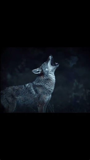 Coyote Sounds of Howling and Barking | Canis latrans Sounds #wolf #coyote #animalsounds #fox #ai