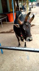 A bull with three horns n three eyes... What an amazing creation of God... Must watch... For more videos click the link below... https://youtu.be/J67bbrg1r4U | CMD Production