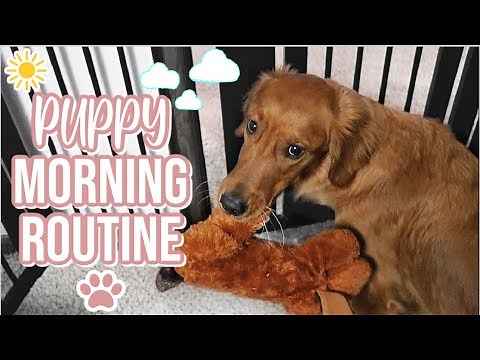 Golden Retriever Puppy's Morning Routine | Larsey's Morning Routine