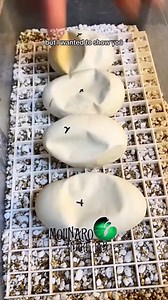 2.9M views · 39K reactions | Amazing Upside Down clutch? | The Molinaro Snake Lab | Facebook