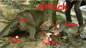 Terrible Scarify Pity Poor Baby Patricia Got Bad Kidnapped Cry Scared Seizure Hit On The Ground. | Lovely Monkey