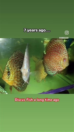 Discus Fish breeding setup. 7 years ago