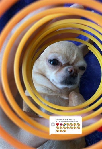 Sleepy Puppy ASMR: Relaxing Dog Sounds