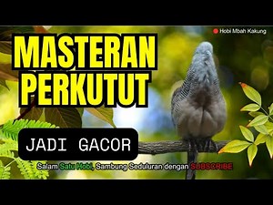 Bikin Rajin! Perkutut Lokal Gacor Suara Kung Besar Pancingan Burung Perkutut Agar Bunyi Juara