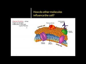 Parts of a Cell Membrane
