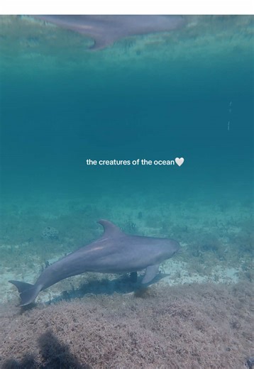 Protecting Ocean Life: Sea Creatures and Their Habitat