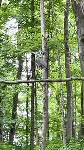 #blueharing | Bg_Daddy_Ray | Facebook