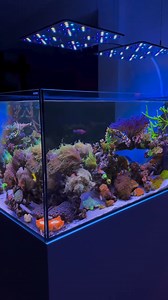 11K views · 336 reactions | Dream Reef Tank Setup — Stunning Coral Glow & LED Lighting 視✨ #ReefTank #coralreef #saltwateraquarium #reeflife #coralglow #AquariumLovers #reefkeeping #aquascape #marinetank #UnderwaterBeauty | Katarina Connelly | Facebook