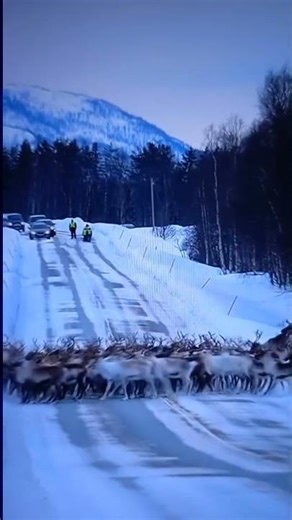 A herd of reindeer #nature#wintermagic#snow#reindeer#rednose#blueeyes🎄❄️⛷️🦌🇧🇻