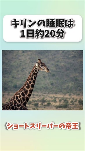 【雑学】キリンの睡眠時間は1日20分 #shorts #動物 #雑学
