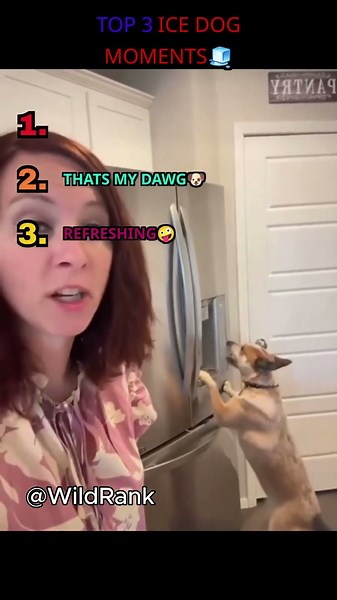Ranking ice dog moments! #animalranking