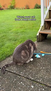 1.2K views · 28 reactions | Why have over 1,000,000 pet parents chosen Dinovite? Because it works. Just check the numbers:  8 feline targeted strains of probiotics  3 vital digestive enzymes ❤️ Omega 3 & Omega 6 fatty acids ✔️ 90 day money back guarantee  Trusted for over 20 years Receive 40% OFF your first purchase | Dinovite.com | Facebook